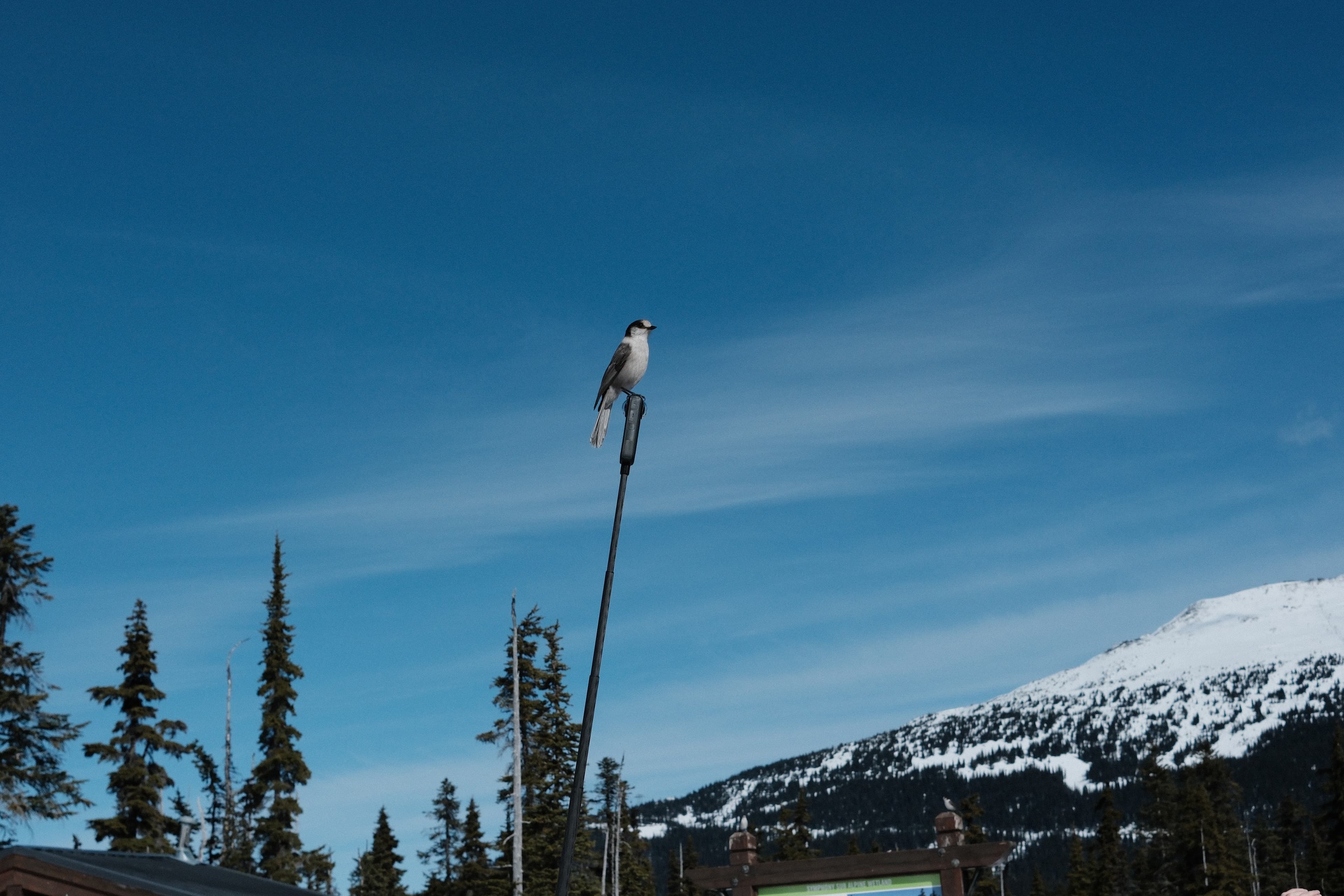 Cover Image for Escaping Windows for Linux: A guide for those who don't know what journalctl is.